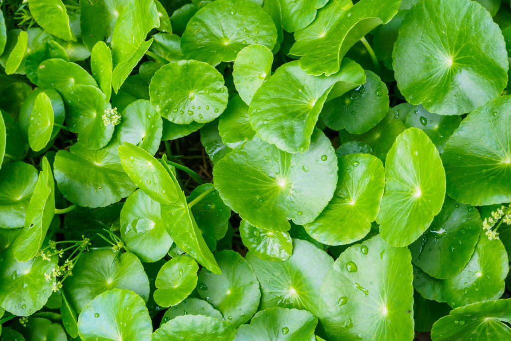 Centella Asiatica: benefici e utilizzo