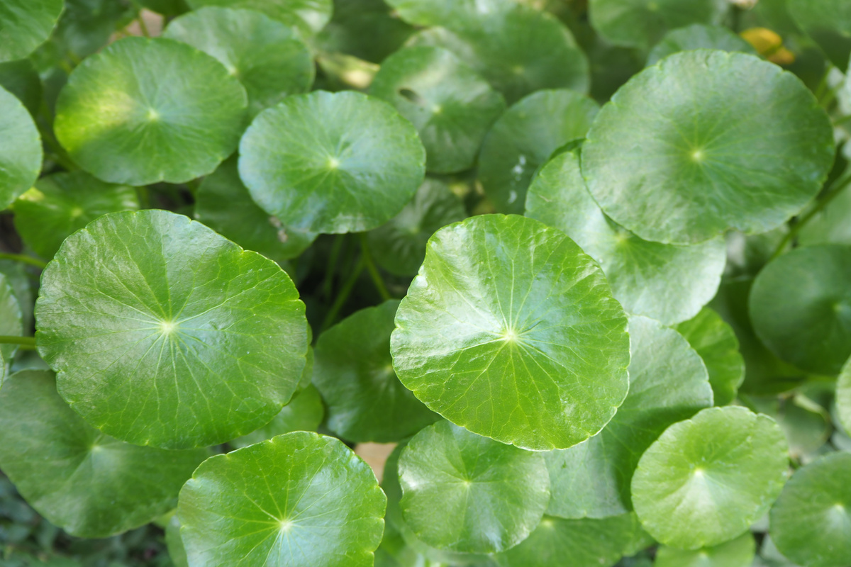 Benefici della Centella Asiatica
