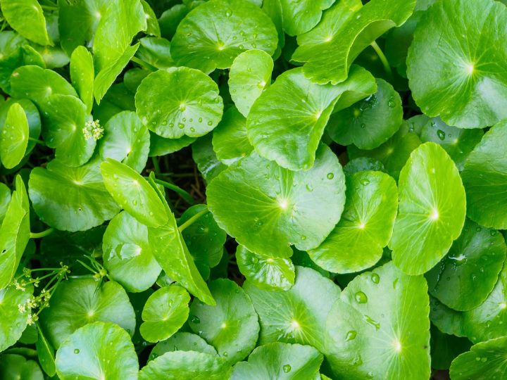 Centella Asiatica: benefici e utilizzo