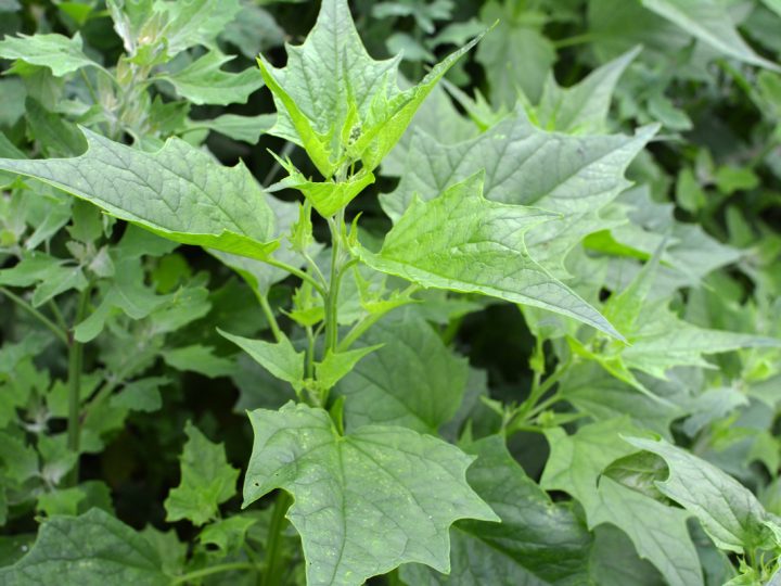 Chenopodio Ambrosioide: benefici e utilizzo