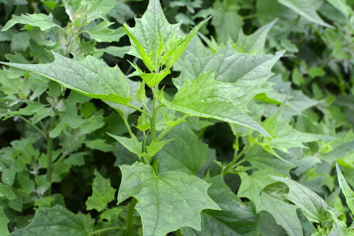 Chenopodio Ambrosioide: benefici e utilizzo