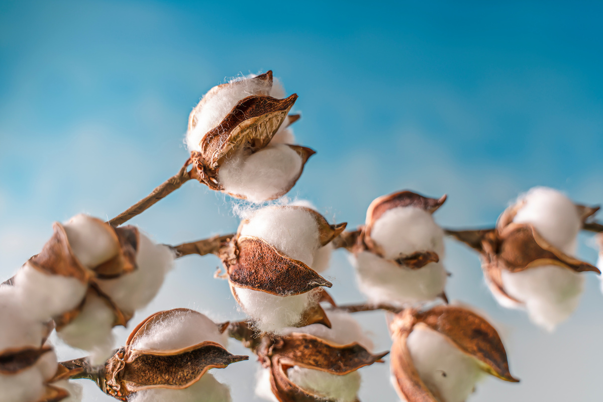 Benefici del cotone