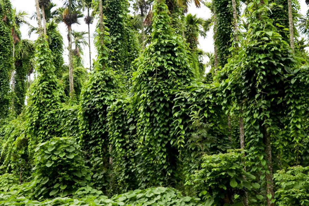 Dioscorea: benefici e utilizzo