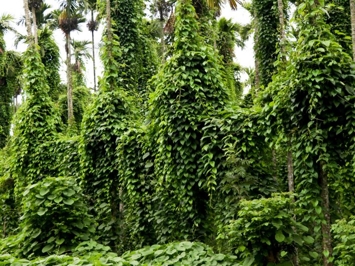 Dioscorea: benefici e utilizzo