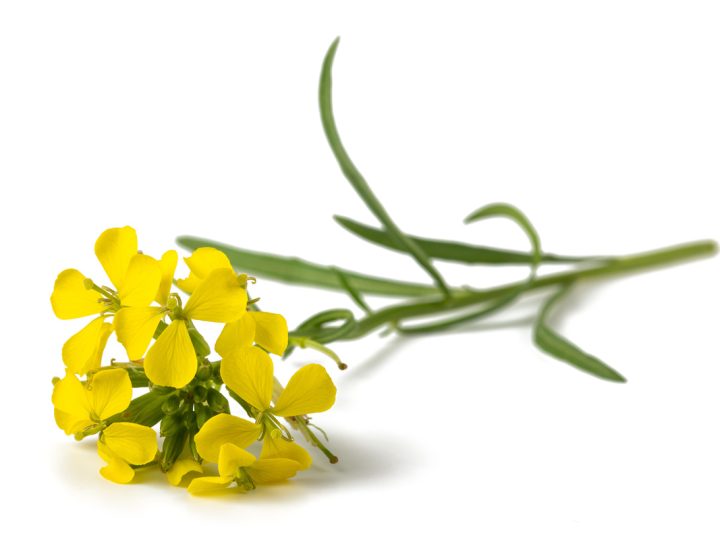 Erisimo: benefici e utilizzo
