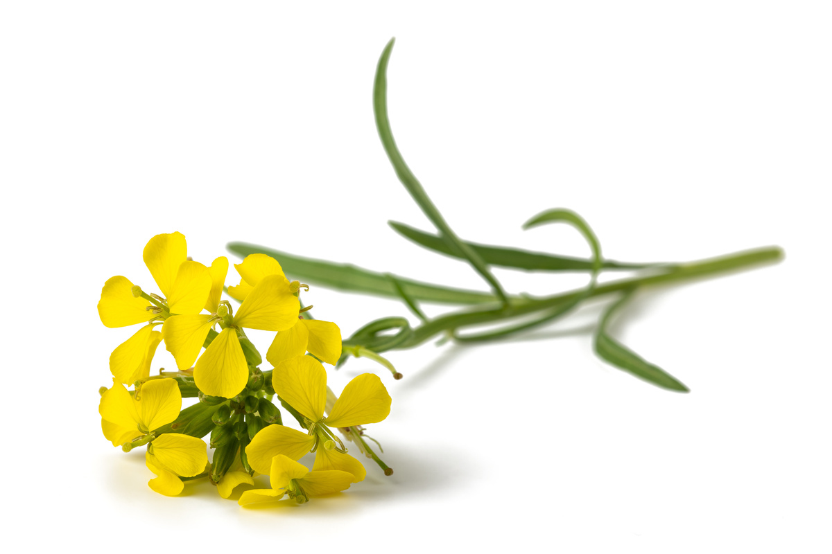 Erisimo: benefici e utilizzo