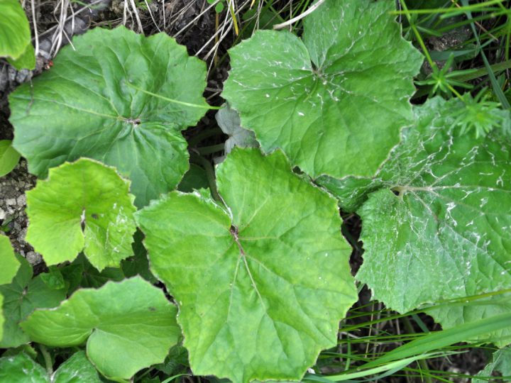 Farfara: benefici e utilizzo