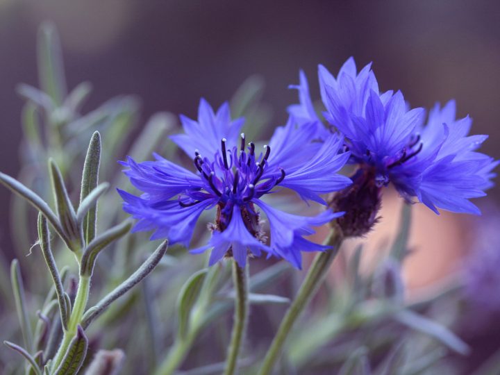 Fiordaliso: benefici e utilizzo