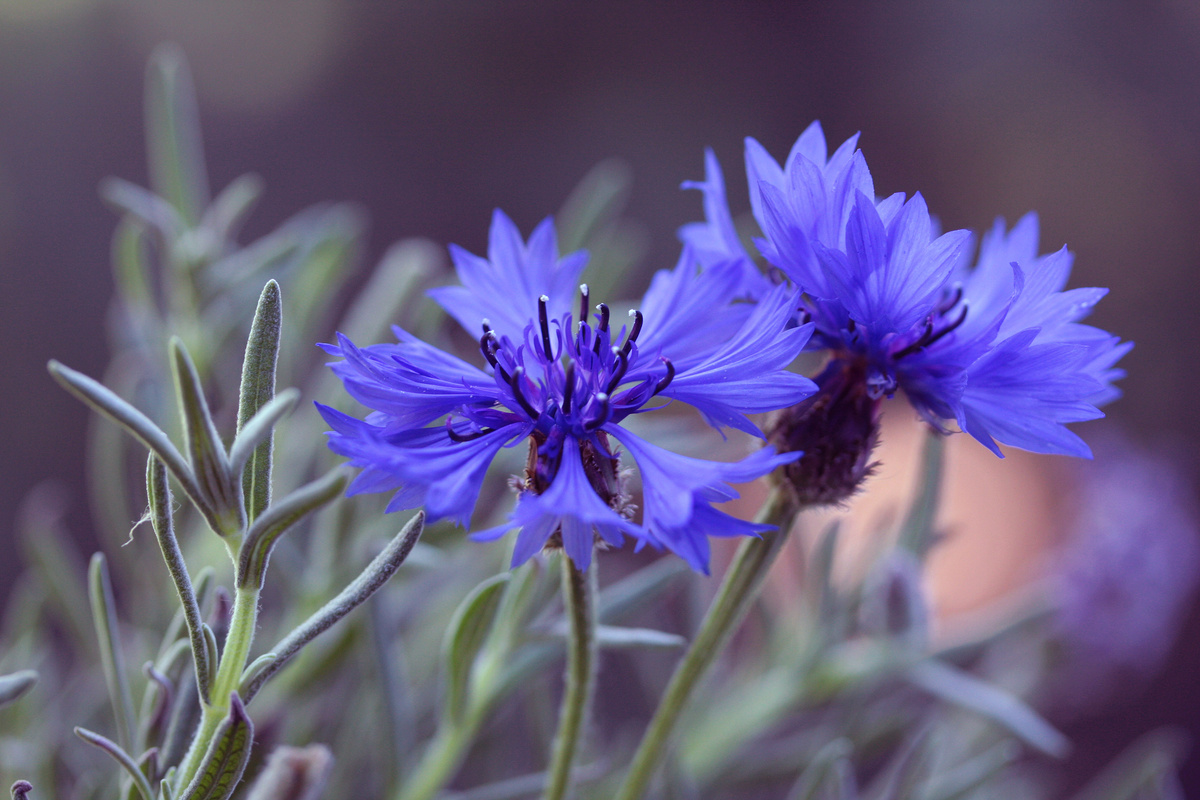 Fiordaliso: benefici e utilizzo