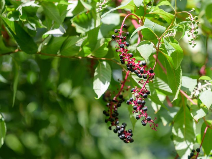 Fitolacca: benefici e utilizzo