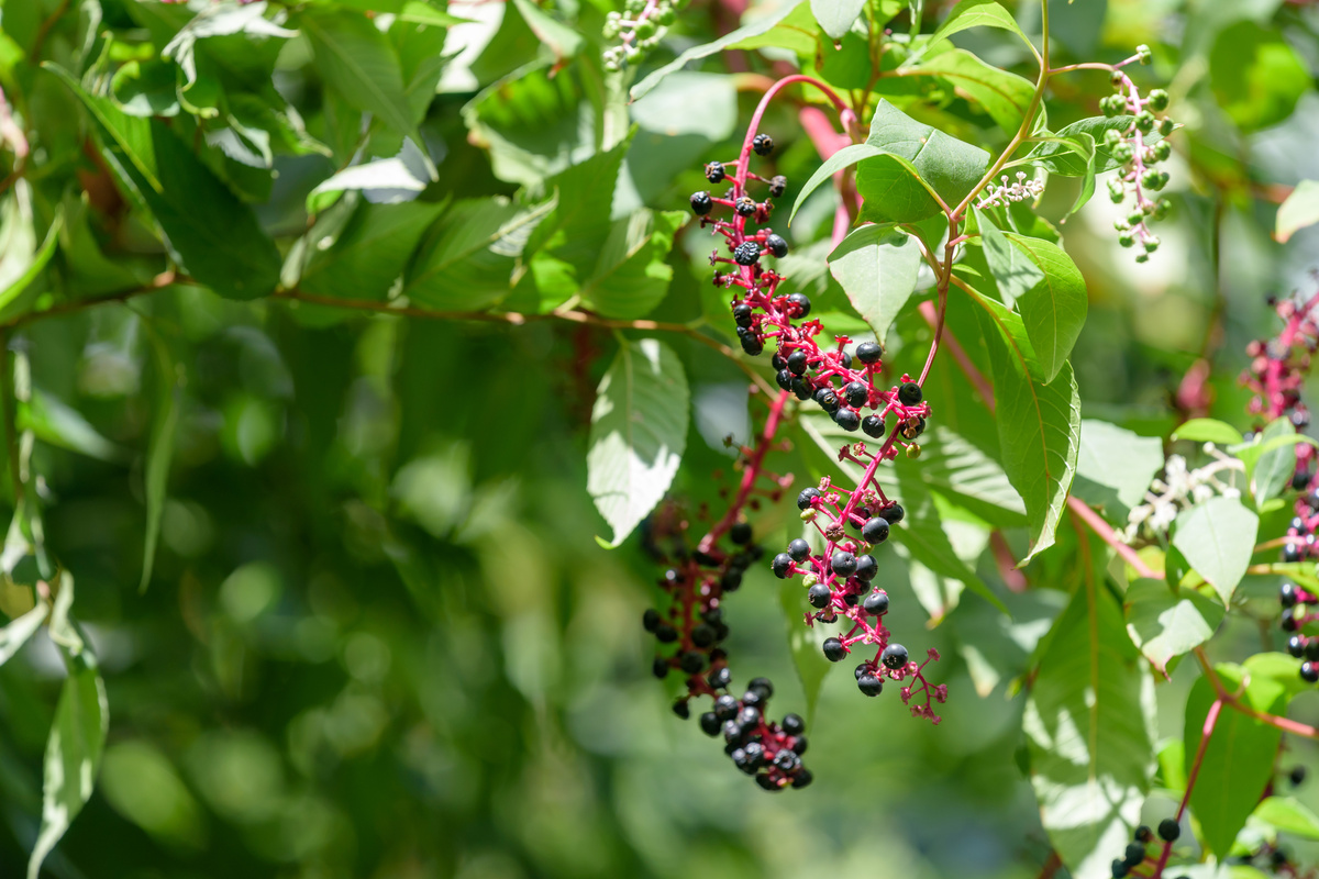 Fitolacca: benefici e utilizzo