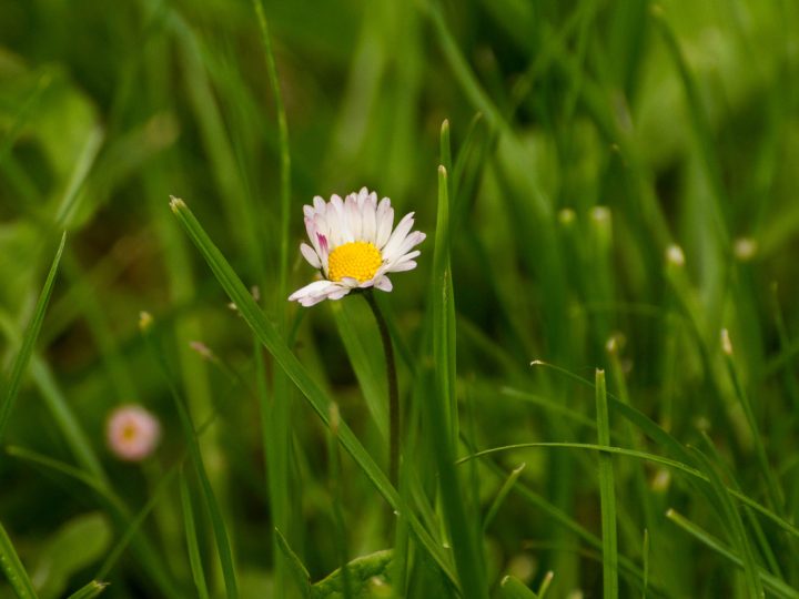 Margheritina: benefici e utilizzo