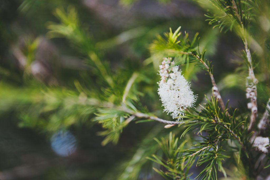 Melaleuca: benefici e utilizzo