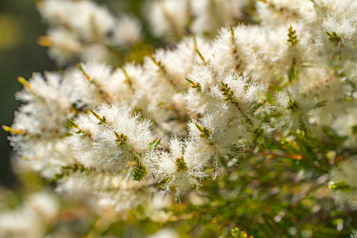 Benefici della Melaleuca