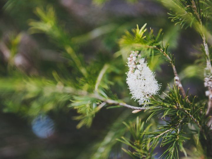 Melaleuca: benefici e utilizzo