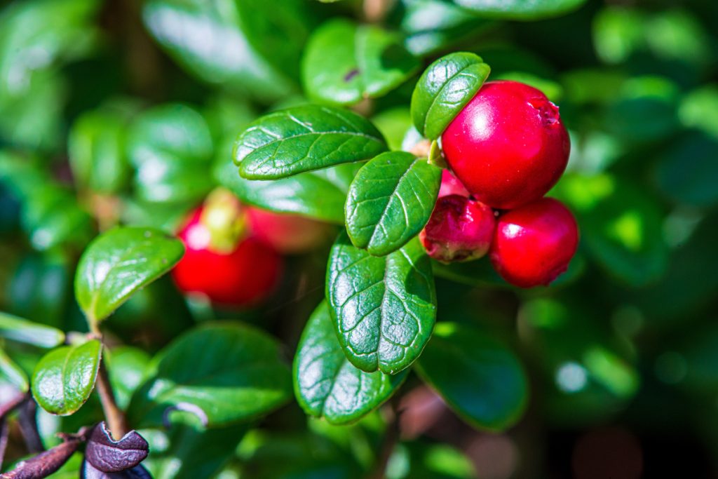 Mirtillo Rosso: benefici e utilizzo