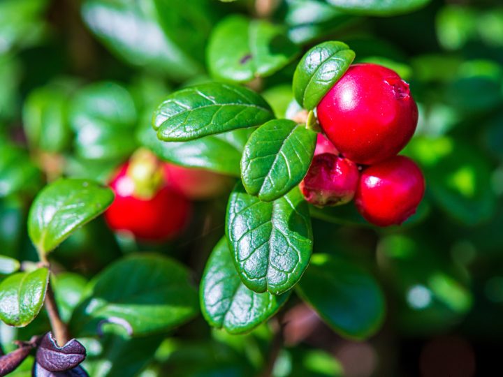 Mirtillo Rosso: benefici e utilizzo