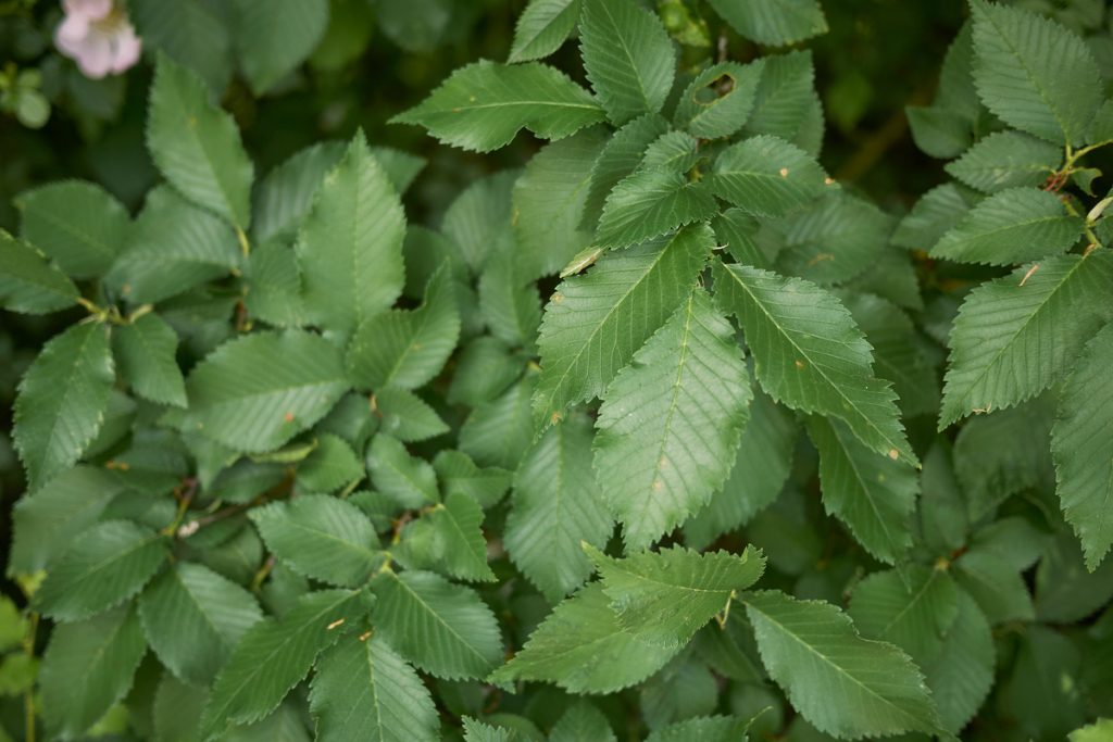 Olmo Campestre: benefici e utilizzo