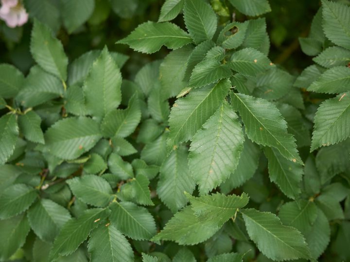 Olmo Campestre: benefici e utilizzo