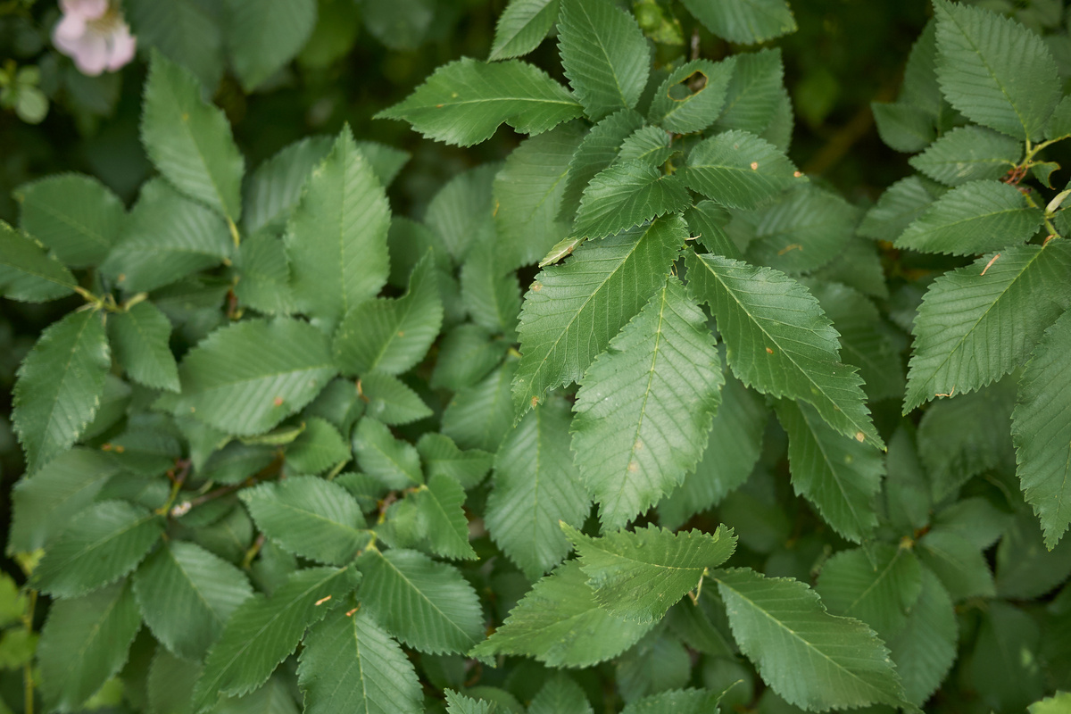 Olmo Campestre: benefici e utilizzo