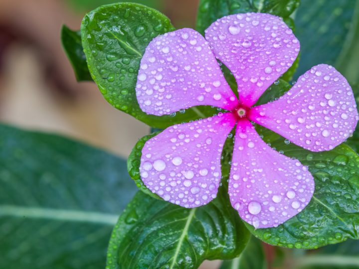 Pervinca: benefici e utilizzo