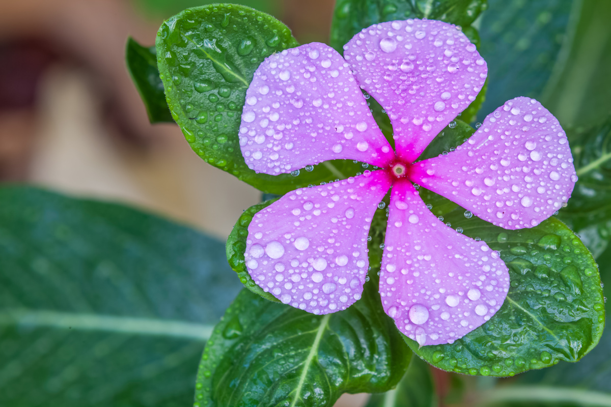 Pervinca: benefici e utilizzo