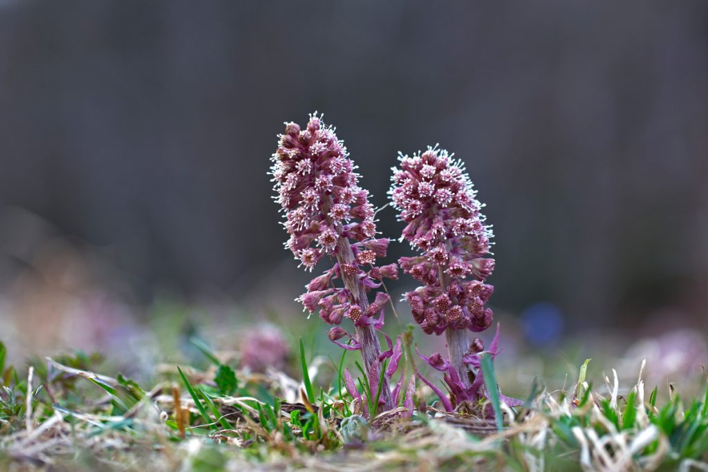 Petasites: benefici e utilizzo