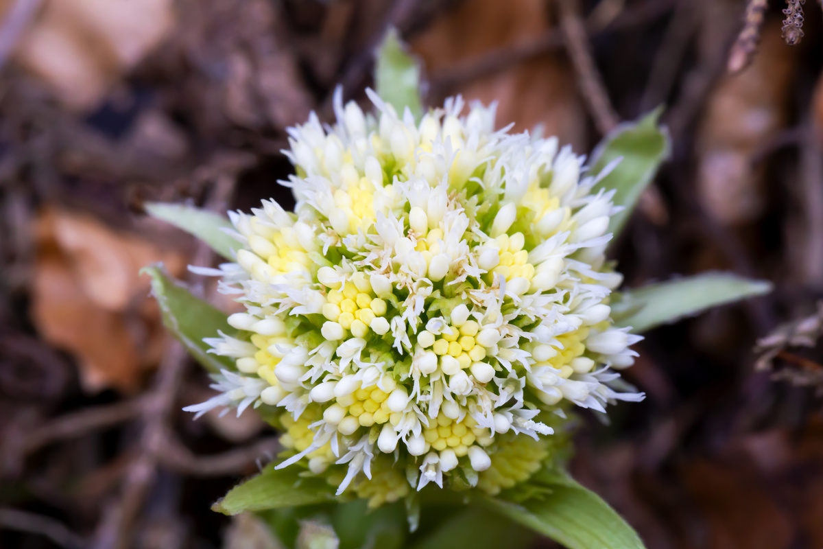 Benefici della Petasites