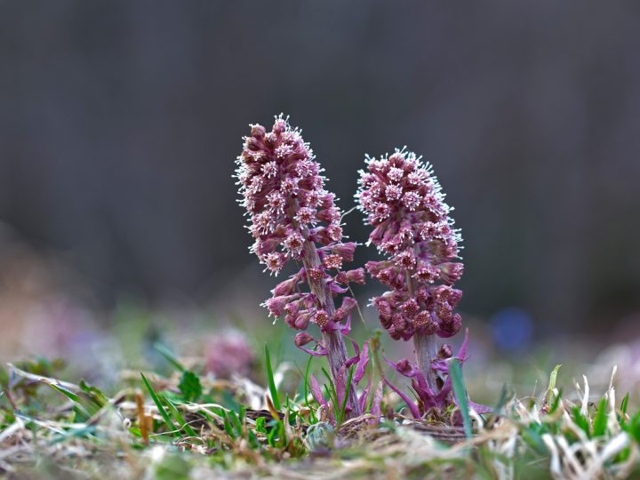 Petasites: benefici e utilizzo