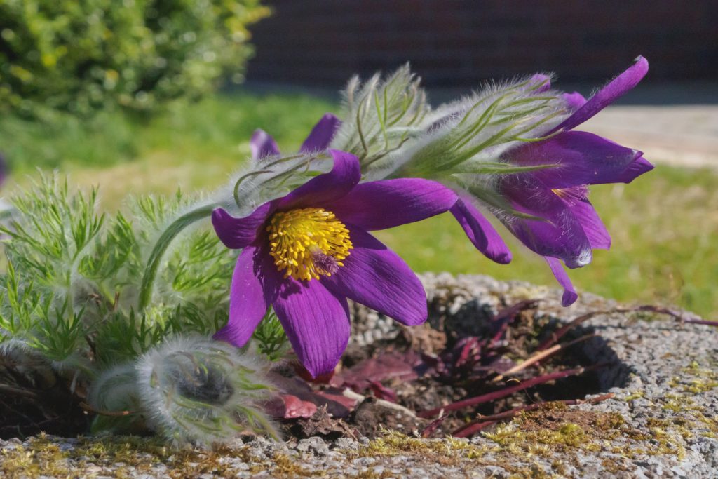 Pulsatilla: benefici e utilizzo