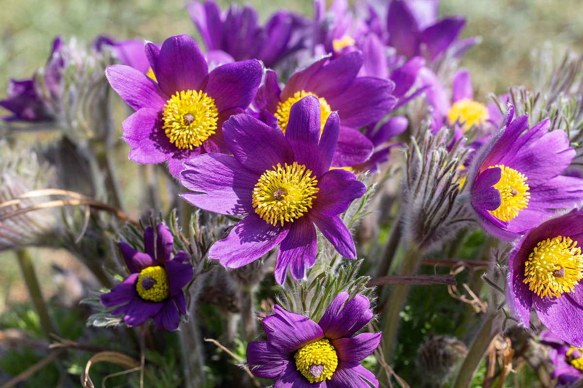 Benefici della Pulsatilla