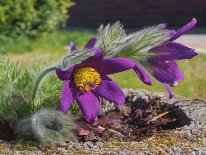 Pulsatilla: benefici e utilizzo