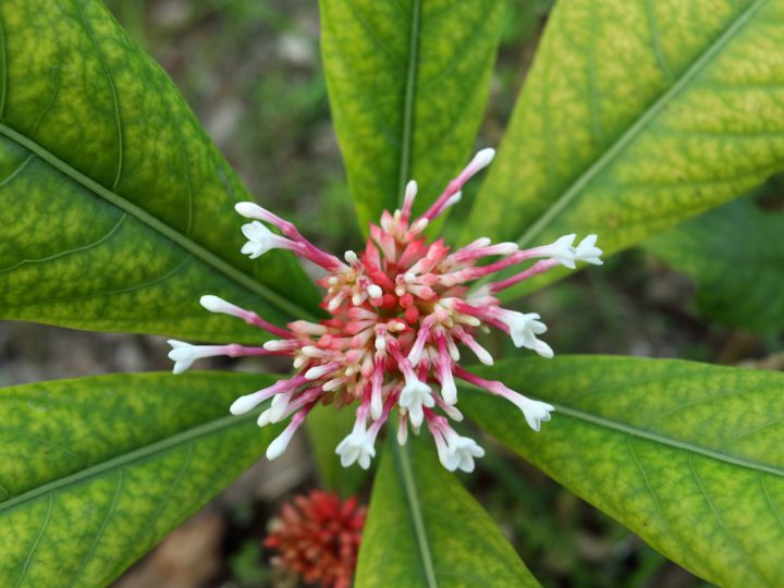 Rauwolfia: benefici e utilizzo