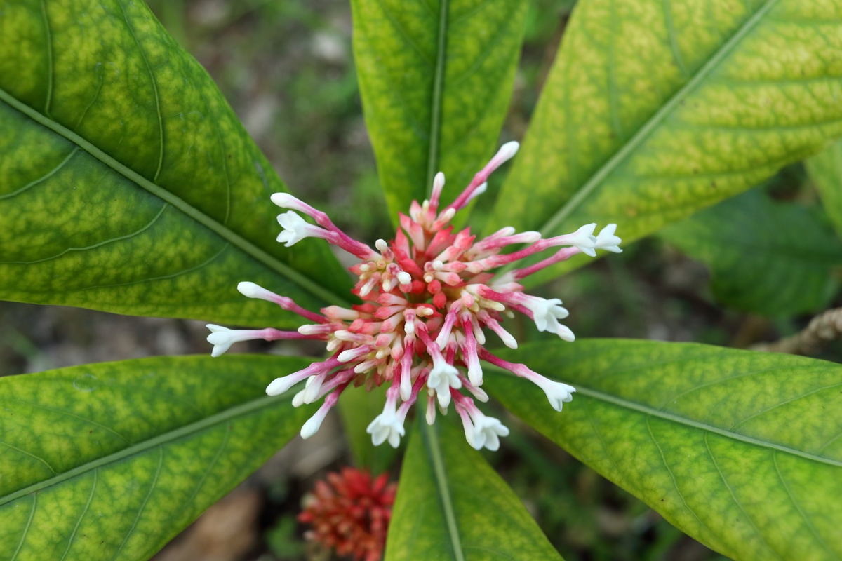 Rauwolfia: benefici e utilizzo