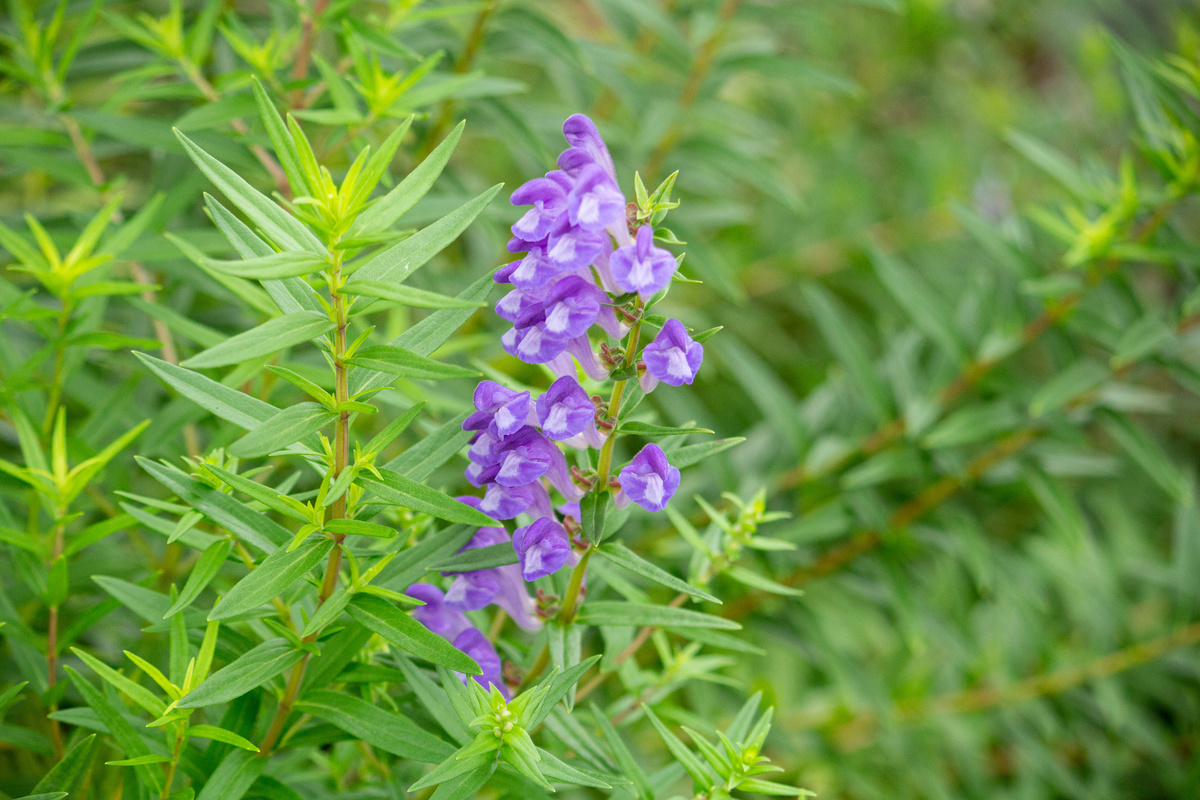 Benefici della Scutellaria