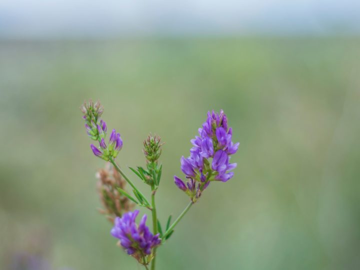 Scutellaria: benefici e utilizzo
