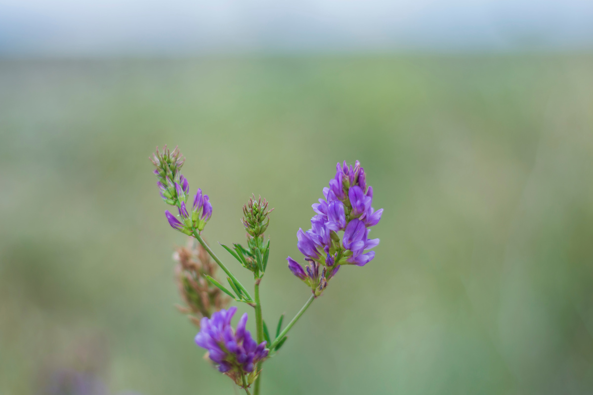 Scutellaria: benefici e utilizzo