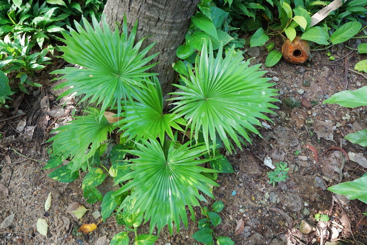 Benefici della Serenoa