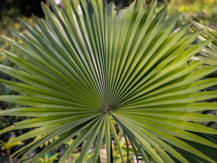 Serenoa: benefici e utilizzo