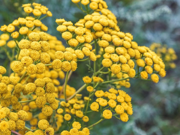 Tanaceto: benefici e utilizzo