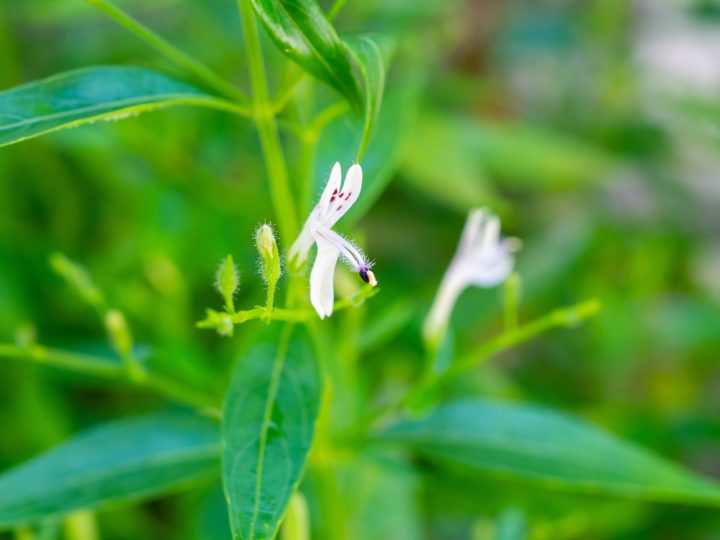 Andrographis: benefici e utilizzo