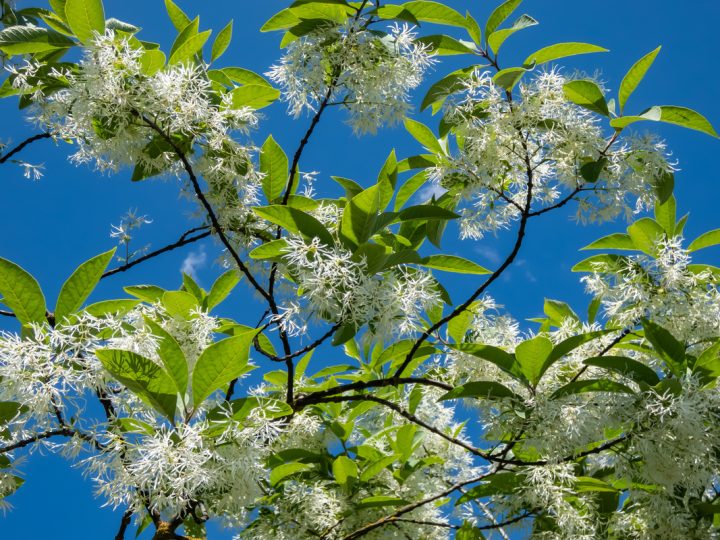 Chionanto Della Virginia: benefici e utilizzo