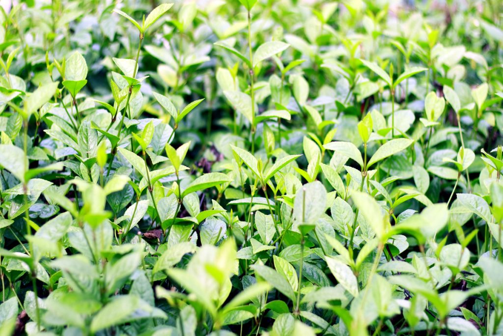 Chloranthus: benefici e utilizzi