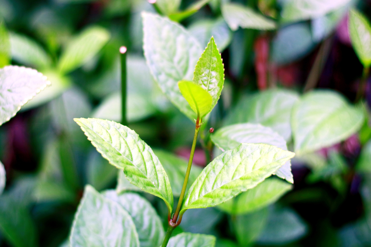 Benefici del Chloranthus