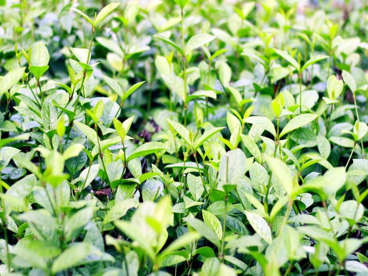 Chloranthus: benefici e utilizzi