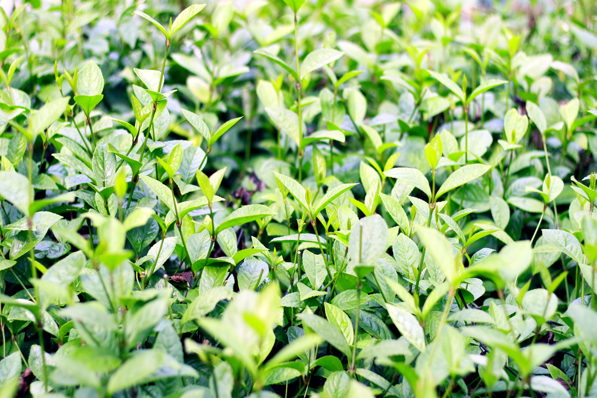 Chloranthus: benefici e utilizzi