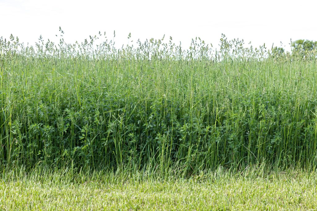 Erba Medica: benefici e utilizzo