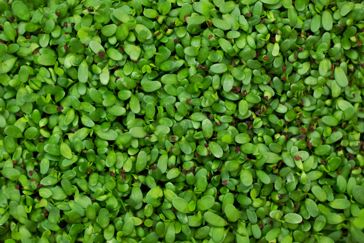 Benefici dell'Erba Medica