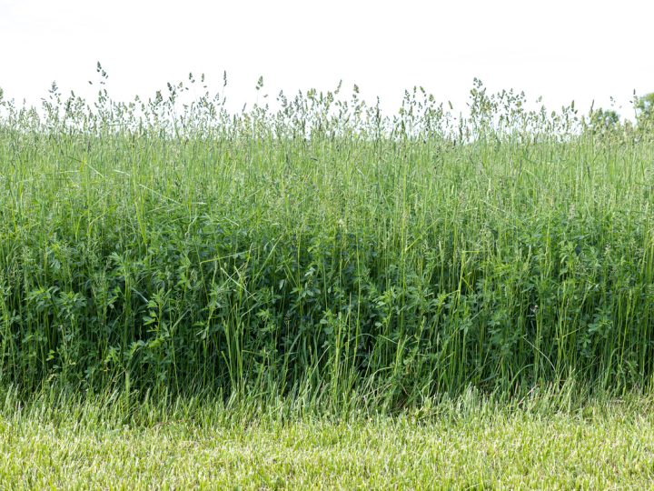 Erba Medica: benefici e utilizzo