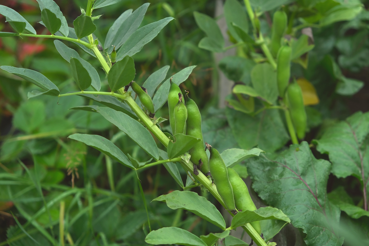 Benefici della Fava del Calabar